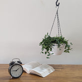 Hanging 7 (Pack of 4)